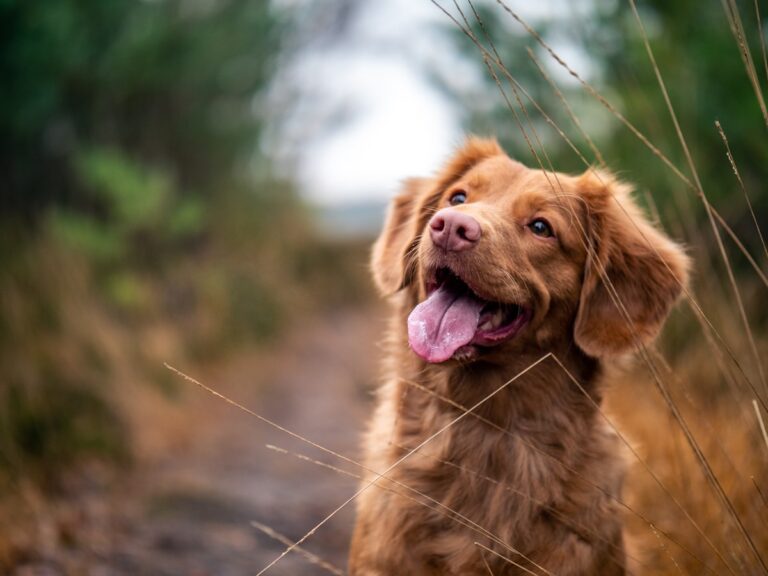 Adorable Cavapoo puppy