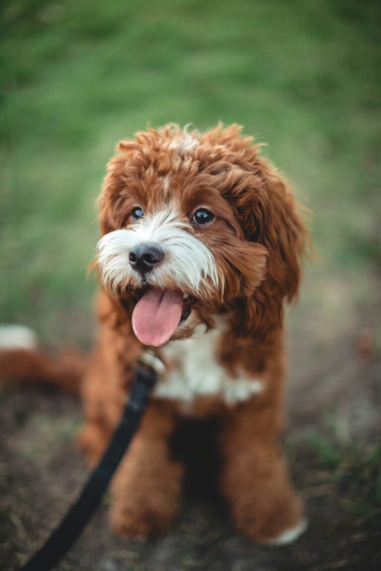 Cavapoo Puppy